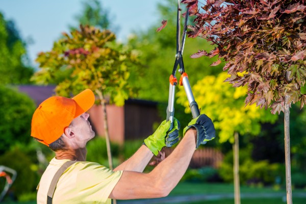 tree surgeon wilmslow