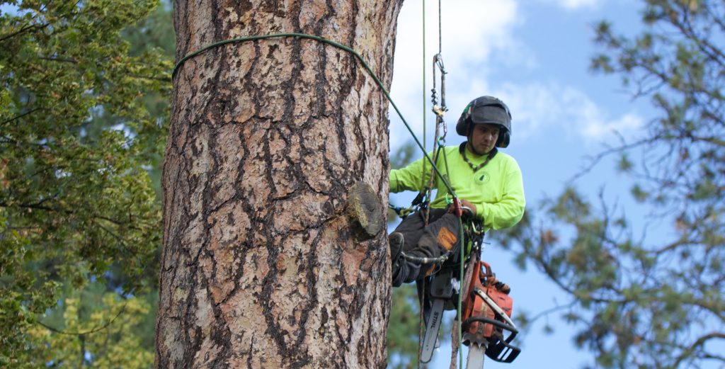 Tree Surgery Services
